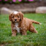 Winnsom Puppies - photo 2