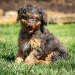 Winnsom Puppies - photo 4