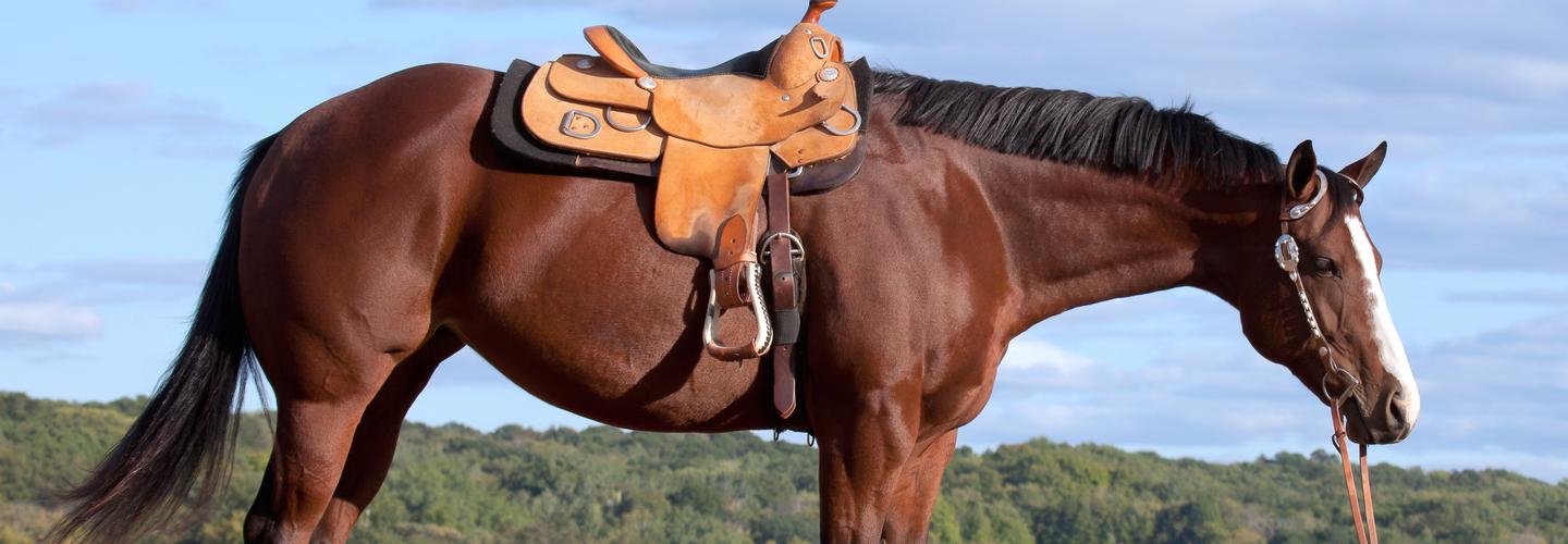 McDaniel Custom Saddles cover photo