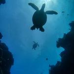 Liquid Cosmos Divers - photo 2