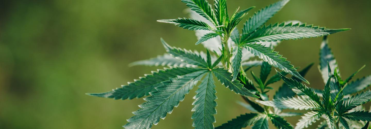 Kannavisb Botanicals cover photo