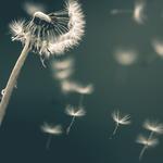 Serenity Psychotherapy Group, LLC - photo 1