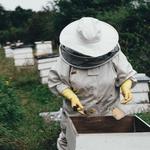 Bees Removal Perth - photo 1