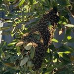 Bees Removal Perth - photo 2