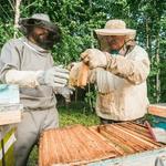 Bees Removal Perth - photo 3