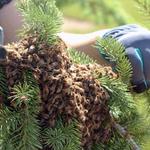 Bees Removal Perth - photo 4