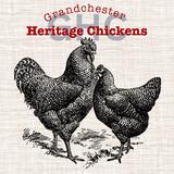 grandchesterheritagechickens - Pets in Grandchester