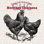 grandchesterheritagechickens - photo 1
