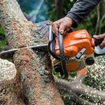 MBM Gardening & Tree Care Ltd - photo 3