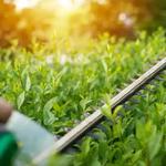 MBM Gardening & Tree Care Ltd - photo 4