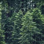 MBM Gardening & Tree Care Ltd - photo 6