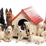 The Dog Retreat & Spa - Pets in Waltham