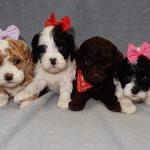 Puppy Love Paradise - photo 1