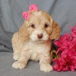 Puppy Love Paradise - photo 2