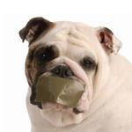 Dazer Australia  City: 		 - photo 1