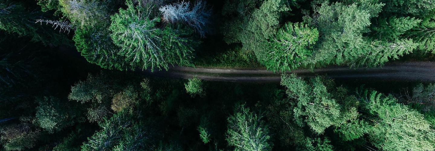 Solid Oak Tree Service