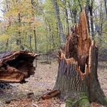 The Richmond Tree Surgeon - photo 1