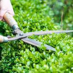 The Richmond Tree Surgeon - photo 2