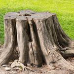 The Richmond Tree Surgeon - photo 4