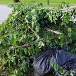 The Richmond Tree Surgeon - photo 7