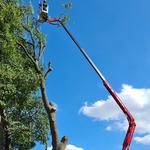 J M TREE SERVICES LIMITED - photo 3