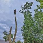 J M TREE SERVICES LIMITED - photo 6