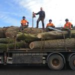 J M TREE SERVICES LIMITED - photo 7