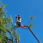 J M TREE SERVICES LIMITED - photo 8