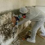 Soflo Mold Specialist - photo 1