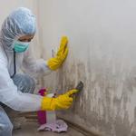 Soflo Mold Specialist - photo 2