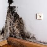 Soflo Mold Specialist - photo 3