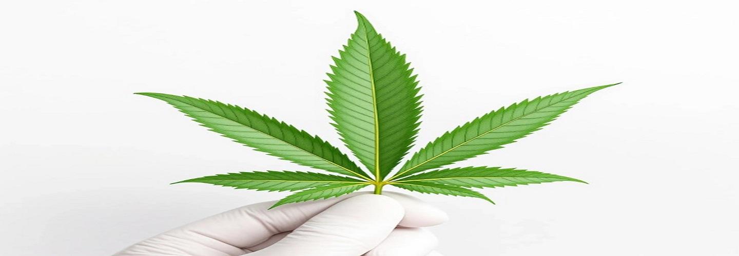 Cannabis Marketing OC cover photo