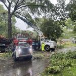 Garrison McKinney Tree and Bridge Services LLC - photo 10