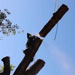 Beaumont Tree Masters - photo 1