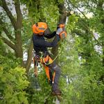 Beaumont Tree Masters - photo 2