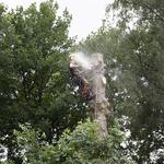 Beaumont Tree Masters - photo 3