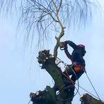 Beaumont Tree Masters - photo 4