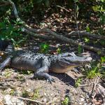Swamp Fever Airboat Adventures - photo 2