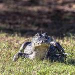Swamp Fever Airboat Adventures - photo 3