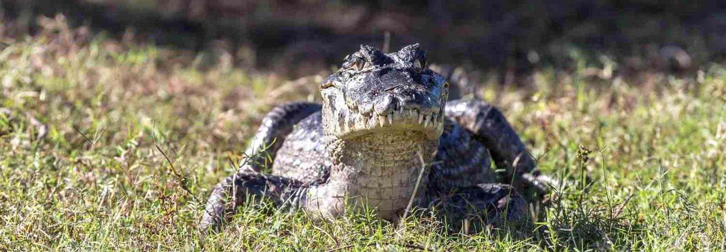 Swamp Fever Airboat Adventures cover photo