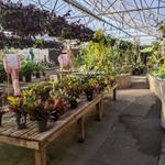 Bath Garden Center and Nursery - photo 2