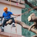 Port St Lucie Tree Service - photo 3