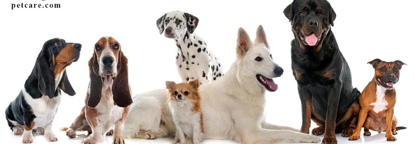 Budgetpetcare cover photo