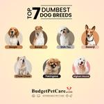 Budgetpetcare - photo 2