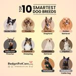 Budgetpetcare - photo 4