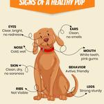 BestVetCare - photo 2