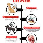 BestVetCare - photo 4