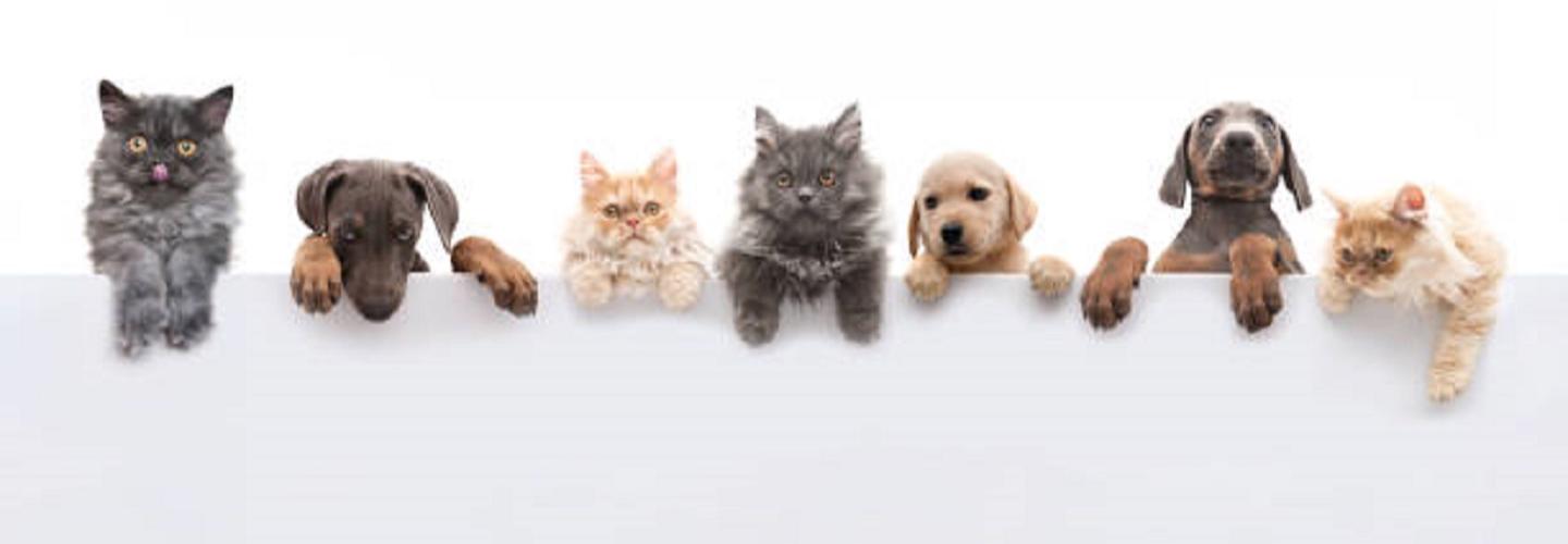 BestVetCare cover photo