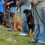 Pavlov's Pooch - photo 2