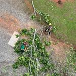 Mckay Tree Service - photo 3